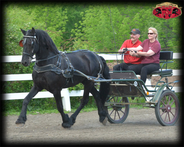 Driving Lessons with Friesians