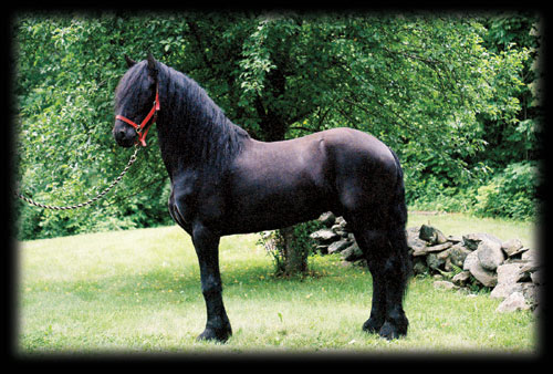 Friesians of Majesty - Testimonial about Jochum