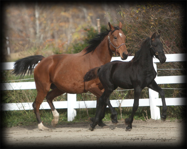 Breeding Embryo Transfer