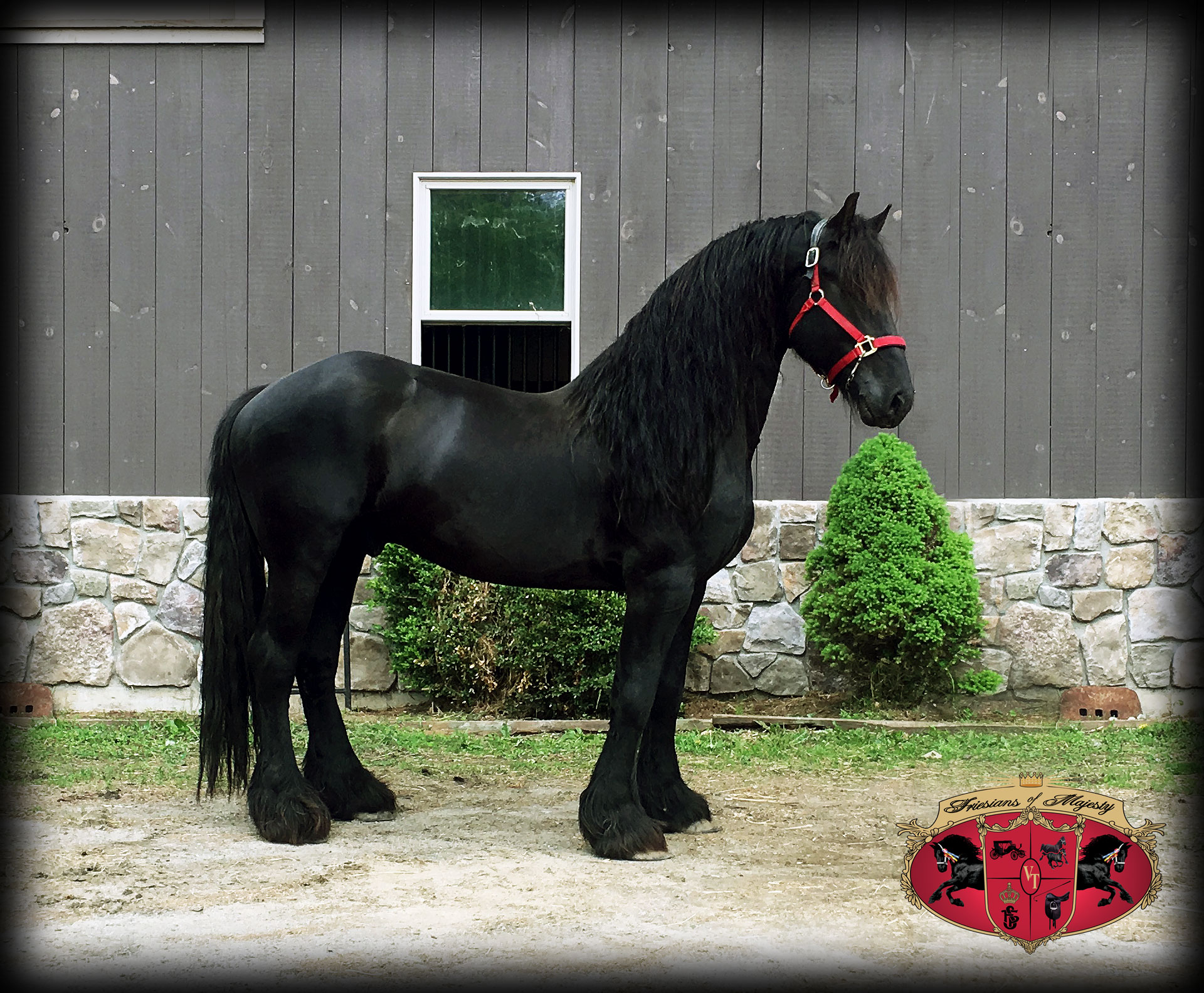 Maximus - Friesians Of Majesty - Friesian Stallions And Horses For Sale