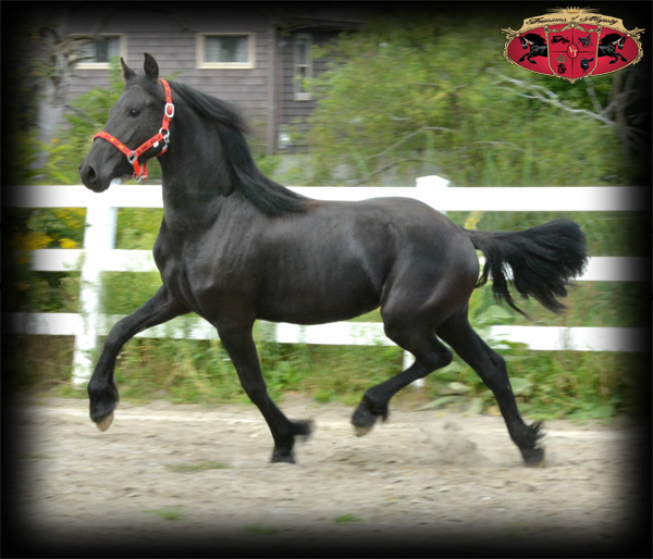 Michaela - Friesians of Majesty - Friesian Stallions and Horses for Sale