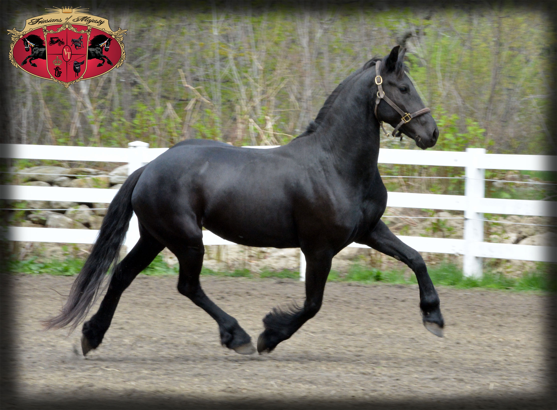 Panike - Friesians of Majesty - Friesian Stallions and Horses for Sale