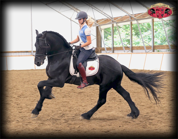 Dressage Training with Friesians
